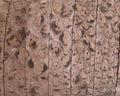 Python skin Leather cord. Flat. 9x1.5mm. Salmon color.