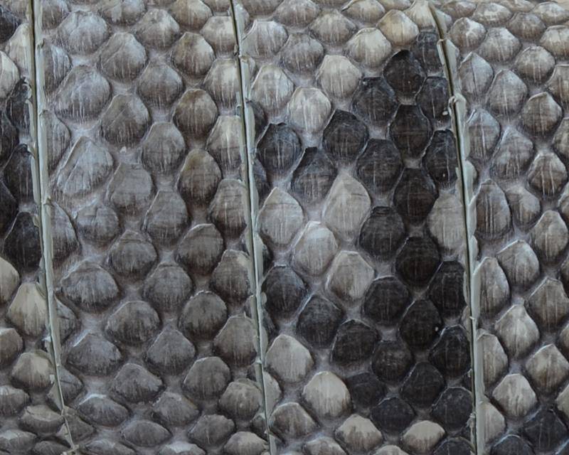 Python skin Leather cord. Flat. 20x2.5mm. White-black. Best Quality. 120cm strand
