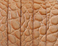 Flat Leather cord. 10x1.5mm. Snake engraved. Natural. Best Quality.